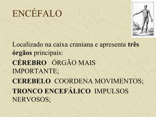 ENCÉFALO
Localizado na caixa craniana e apresenta três
órgãos principais:
CÉREBRO ÓRGÃO MAIS
IMPORTANTE;
CEREBELO COORDENA MOVIMENTOS;
TRONCO ENCEFÁLICO IMPULSOS
NERVOSOS;
 