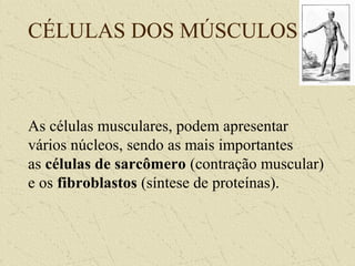 CÉLULAS DOS MÚSCULOS
As células musculares, podem apresentar
vários núcleos, sendo as mais importantes
as células de sarcômero (contração muscular)
e os fibroblastos (síntese de proteínas).
 