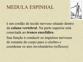 MEDULA ESPINHAL
é um cordão de tecido nervoso situado dentro
da coluna vertebral. Na parte superior está
conectada ao tronco encefálico.
Sua função é conduzir os impulsos nervosos
do restante do corpo para o cérebro e
coordenar os atos involuntários (reflexos).
 