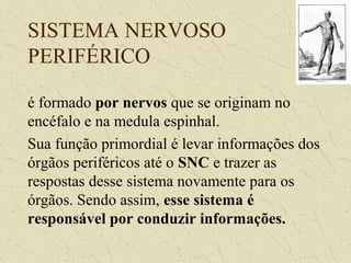 SISTEMA NERVOSO
PERIFÉRICO
é formado por nervos que se originam no
encéfalo e na medula espinhal.
Sua função primordial é levar informações dos
órgãos periféricos até o SNC e trazer as
respostas desse sistema novamente para os
órgãos. Sendo assim, esse sistema é
responsável por conduzir informações.
 