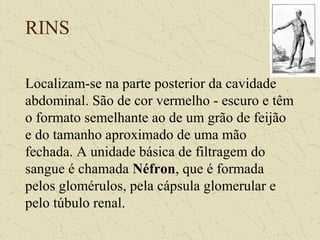 RINS
Localizam-se na parte posterior da cavidade
abdominal. São de cor vermelho - escuro e têm
o formato semelhante ao de um grão de feijão
e do tamanho aproximado de uma mão
fechada. A unidade básica de filtragem do
sangue é chamada Néfron, que é formada
pelos glomérulos, pela cápsula glomerular e
pelo túbulo renal.
 