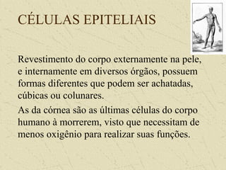 CÉLULAS EPITELIAIS
Revestimento do corpo externamente na pele,
e internamente em diversos órgãos, possuem
formas diferentes que podem ser achatadas,
cúbicas ou colunares.
As da córnea são as últimas células do corpo
humano à morrerem, visto que necessitam de
menos oxigênio para realizar suas funções.
 