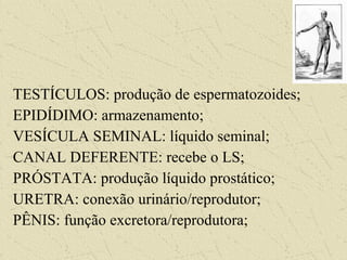 TESTÍCULOS: produção de espermatozoides;
EPIDÍDIMO: armazenamento;
VESÍCULA SEMINAL: líquido seminal;
CANAL DEFERENTE: recebe o LS;
PRÓSTATA: produção líquido prostático;
URETRA: conexão urinário/reprodutor;
PÊNIS: função excretora/reprodutora;
 