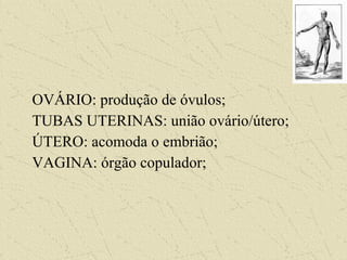 OVÁRIO: produção de óvulos;
TUBAS UTERINAS: união ovário/útero;
ÚTERO: acomoda o embrião;
VAGINA: órgão copulador;
 