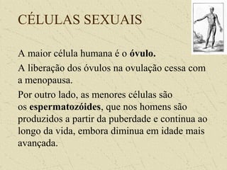 CÉLULAS SEXUAIS
A maior célula humana é o óvulo.
A liberação dos óvulos na ovulação cessa com
a menopausa.
Por outro lado, as menores células são
os espermatozóides, que nos homens são
produzidos a partir da puberdade e continua ao
longo da vida, embora diminua em idade mais
avançada.
 
