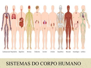 Sistemas do Corpo Humano
SISTEMAS DO CORPO HUMANO
 