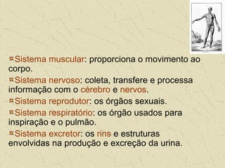 Sistema muscular: proporciona o movimento ao
corpo.
Sistema nervoso: coleta, transfere e processa
informação com o cérebro e nervos.
Sistema reprodutor: os órgãos sexuais.
Sistema respiratório: os órgão usados para
inspiração e o pulmão.
Sistema excretor: os rins e estruturas
envolvidas na produção e excreção da urina.
 