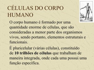 CÉLULAS DO CORPO
HUMANO
O corpo humano é formado por uma
quantidade enorme de células, que são
consideradas a menor parte dos organismos
vivos, sendo portanto, elementos estruturais e
funcionais.
É pluricelular (várias células), constituído
de 10 trilhões de células que trabalham de
maneira integrada, onde cada uma possui uma
função específica.
 