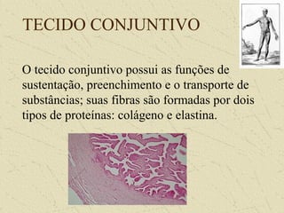 TECIDO CONJUNTIVO
O tecido conjuntivo possui as funções de
sustentação, preenchimento e o transporte de
substâncias; suas fibras são formadas por dois
tipos de proteínas: colágeno e elastina.
 