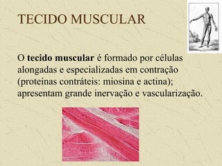 TECIDO MUSCULAR
O tecido muscular é formado por células
alongadas e especializadas em contração
(proteínas contráteis: miosina e actina);
apresentam grande inervação e vascularização.
 