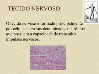 TECIDO NERVOSO
O tecido nervoso é formado principalmente
por células nervosas denominadas neurônios.
que possuem a capacidade de transmitir
impulsos nervosos.
 