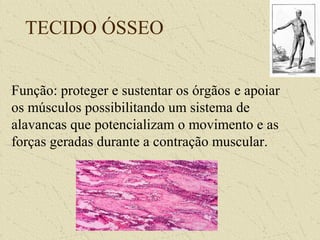 TECIDO ÓSSEO
Função: proteger e sustentar os órgãos e apoiar
os músculos possibilitando um sistema de
alavancas que potencializam o movimento e as
forças geradas durante a contração muscular.
 