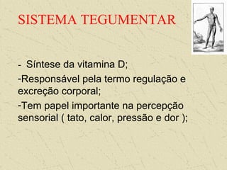 SISTEMA TEGUMENTAR
- Síntese da vitamina D;
-Responsável pela termo regulação e
excreção corporal;
-Tem papel importante na percepção
sensorial ( tato, calor, pressão e dor );
 
