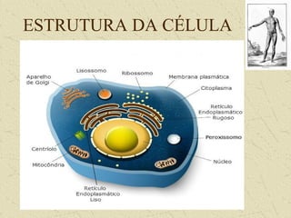 ESTRUTURA DA CÉLULA
 