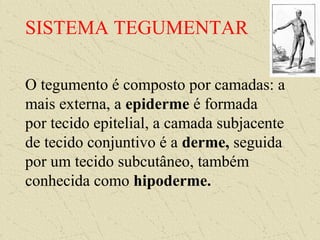 SISTEMA TEGUMENTAR
O tegumento é composto por camadas: a
mais externa, a epiderme é formada
por tecido epitelial, a camada subjacente
de tecido conjuntivo é a derme, seguida
por um tecido subcutâneo, também
conhecida como hipoderme.
 