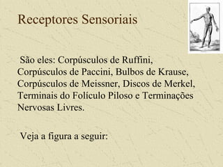 Receptores Sensoriais
São eles: Corpúsculos de Ruffini,
Corpúsculos de Paccini, Bulbos de Krause,
Corpúsculos de Meissner, Discos de Merkel,
Terminais do Folículo Piloso e Terminações
Nervosas Livres.
Veja a figura a seguir:
 