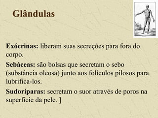 Glândulas
Exócrinas: liberam suas secreções para fora do
corpo.
Sebáceas: são bolsas que secretam o sebo
(substância oleosa) junto aos folículos pilosos para
lubrifica-los.
Sudoríparas: secretam o suor através de poros na
superfície da pele. ]
 