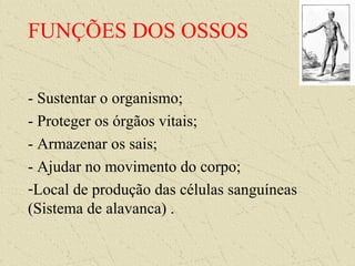 FUNÇÕES DOS OSSOS
- Sustentar o organismo;
- Proteger os órgãos vitais;
- Armazenar os sais;
- Ajudar no movimento do corpo;
-Local de produção das células sanguíneas
(Sistema de alavanca) .
 