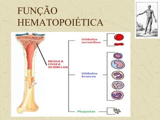 FUNÇÃO
HEMATOPOIÉTICA
 