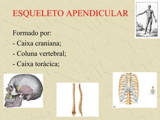 ESQUELETO APENDICULAR
Formado por:
- Caixa craniana;
- Coluna vertebral;
- Caixa torácica;
 