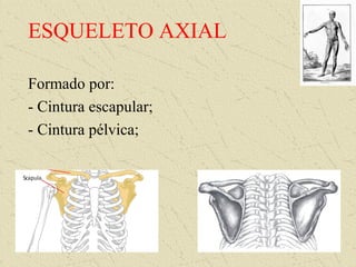 ESQUELETO AXIAL
Formado por:
- Cintura escapular;
- Cintura pélvica;
 