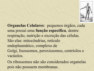 Organelas Celulares: pequenos órgãos, cada
uma possui uma função específica, dentre
respiração, nutrição e excreção das células.
São elas: mitocôndrias, retículo
endoplasmático, complexo de
Golgi, lisossomos, peroxissomos, centríolos e
vacúolos.
Os ribossomos não são considerados organelas
pois não possuem membranas.
 