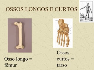 OSSOS LONGOS E CURTOS
Osso longo =
fêmur
Ossos
curtos =
tarso
 