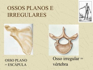 OSSOS PLANOS E
IRREGULARES
OSSO PLANO
= ESCÁPULA
Osso irregular =
vértebra
 