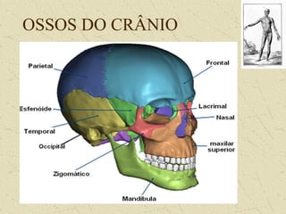 OSSOS DO CRÂNIO
 