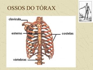 OSSOS DO TÓRAX
 