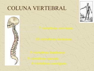COLUNA VERTEBRAL
 