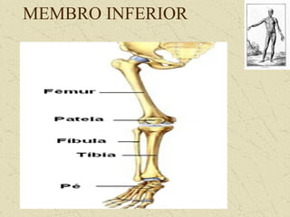 MEMBRO INFERIOR
 