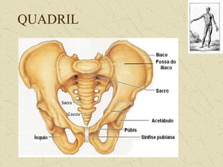 QUADRIL
 