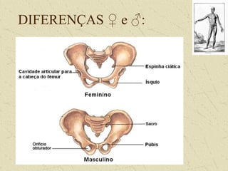 DIFERENÇAS ♀ e ♂:
 