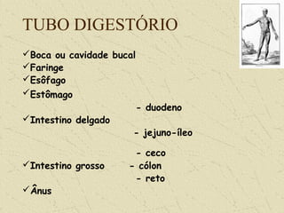 TUBO DIGESTÓRIO
Boca ou cavidade bucal
Faringe
Esôfago
Estômago
- duodeno
Intestino delgado
- jejuno-íleo
- ceco
Intestino grosso - cólon
- reto
Ânus
 