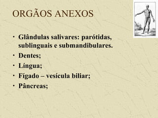 ORGÃOS ANEXOS
• Glândulas salivares: parótidas,
sublinguais e submandibulares.
• Dentes;
• Língua;
• Fígado – vesícula biliar;
• Pâncreas;
 