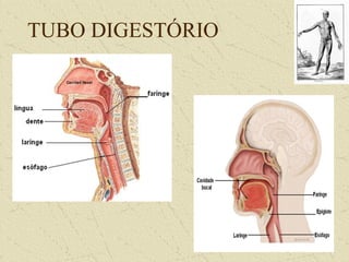 TUBO DIGESTÓRIO
 