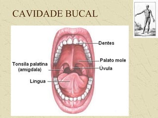 CAVIDADE BUCAL
 