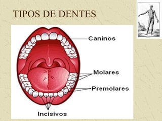 TIPOS DE DENTES
 