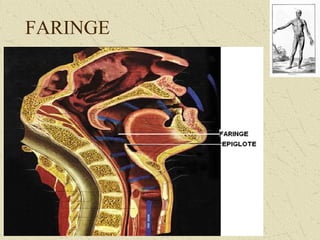 FARINGE
 