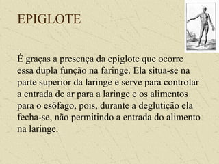 EPIGLOTE
É graças a presença da epiglote que ocorre
essa dupla função na faringe. Ela situa-se na
parte superior da laringe e serve para controlar
a entrada de ar para a laringe e os alimentos
para o esôfago, pois, durante a deglutição ela
fecha-se, não permitindo a entrada do alimento
na laringe.
 