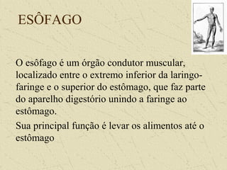 ESÔFAGO
O esôfago é um órgão condutor muscular,
localizado entre o extremo inferior da laringo-
faringe e o superior do estômago, que faz parte
do aparelho digestório unindo a faringe ao
estômago.
Sua principal função é levar os alimentos até o
estômago
 