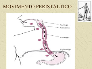 MOVIMENTO PERISTÁLTICO
 