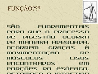 FUNÇÃO???
São fundamentais
para que o processo
de digestão ocorra
de maneira adequada.
Ocorrem graças à
movimentação de
músculos lisos
encontrados em
porções do esôfago,
 