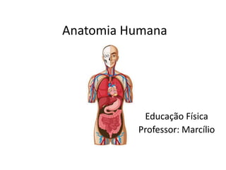 Anatomia Humana
Educação Física
Professor: Marcílio
 
