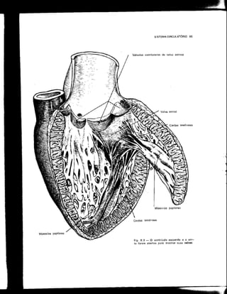 Anatomia_Humana_Basica_2ed_-_D.pdf