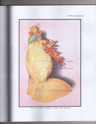 Anatomia_Humana_Basica_2ed_-_D.pdf