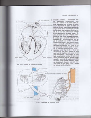 Anatomia_Humana_Basica_2ed_-_D.pdf