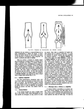 Anatomia_Humana_Basica_2ed_-_D.pdf