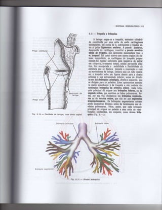 Anatomia_Humana_Basica_2ed_-_D.pdf